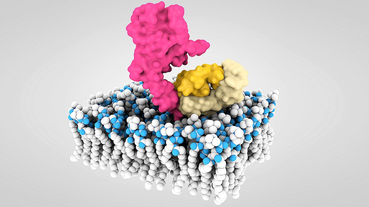 3D model HER2 complexed with Herceptin trastuzumab